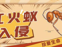 紅火蟻已入侵12??！