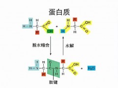 工業(yè)廢氣搖身一變合成蛋白 全球首次實現(xiàn)規(guī)?；谎趸己铣傻鞍踪|